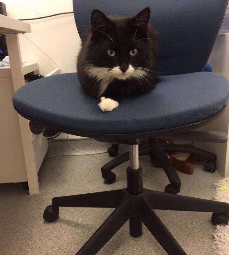 Este gato se escapaba de casa todos los dias Se convirtió en jefe de un local |