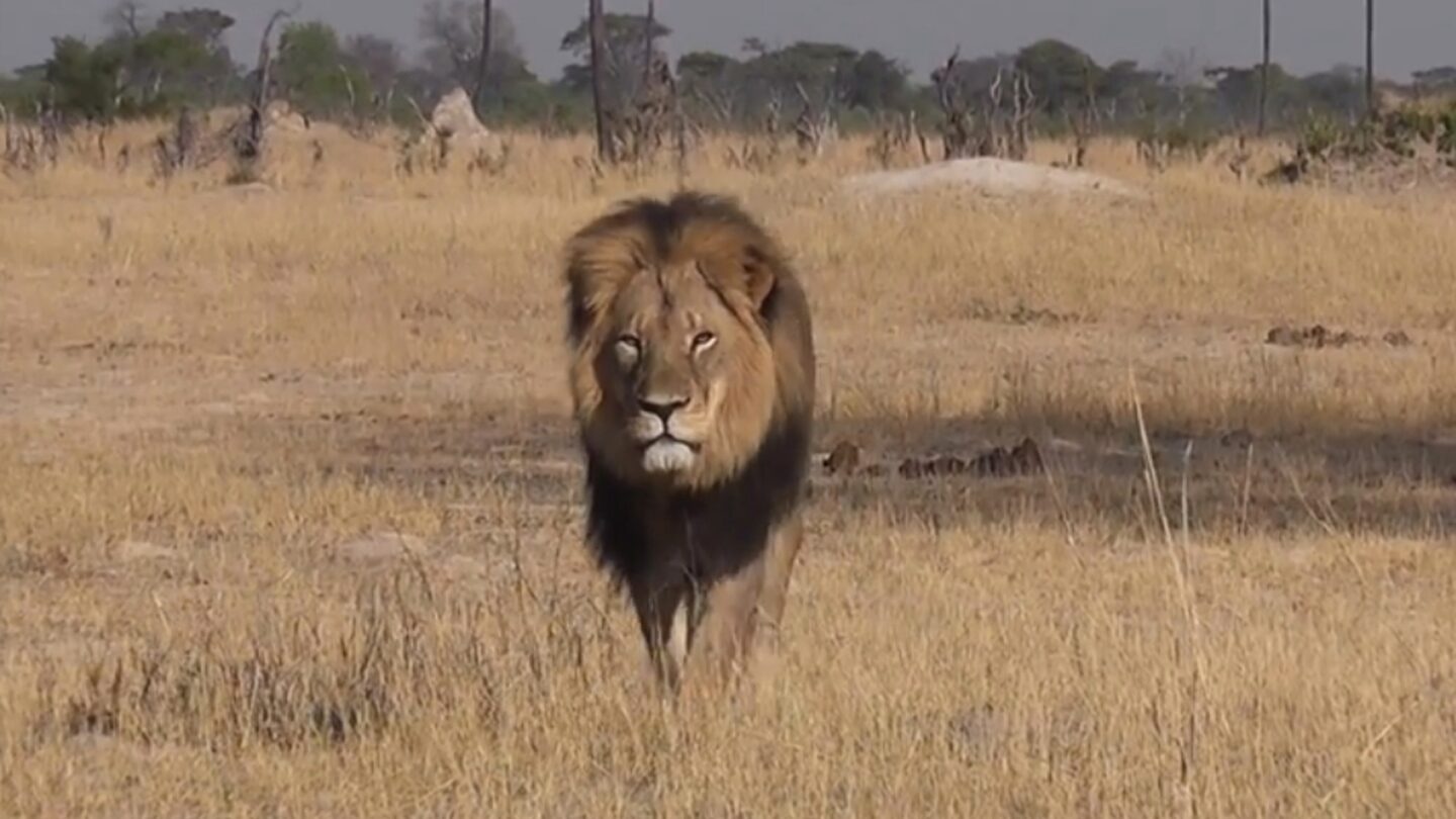 Un nuevo libro revela que el león Cecil agonizó durante al menos diez horas antes de morir |