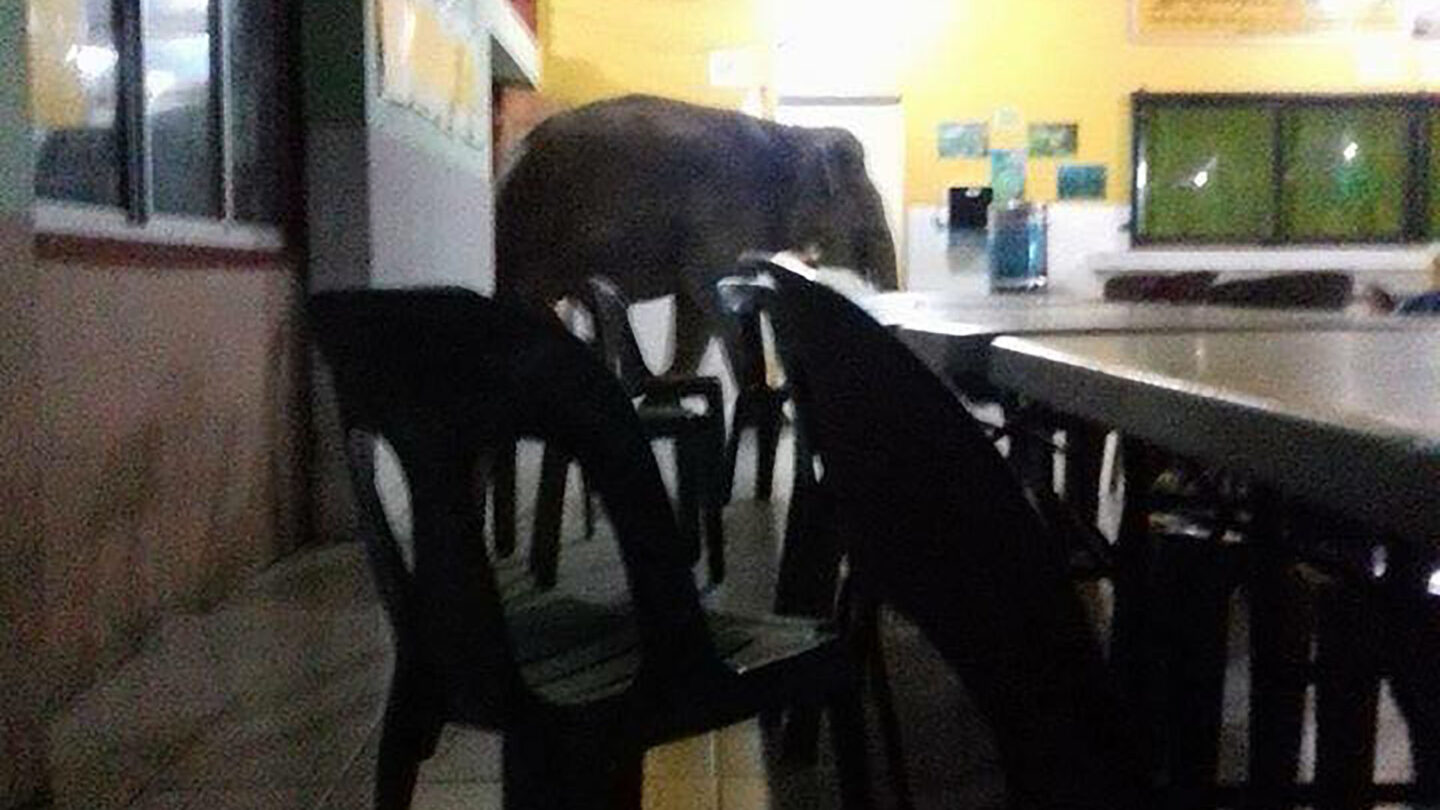 Un elefante hambriento irrumpió en un colegio y desató el pánico |