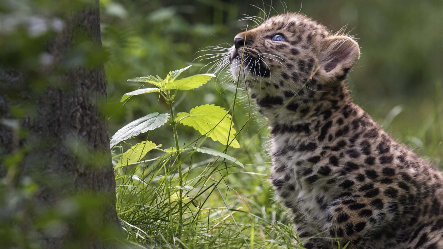 Nacen dos leopardos del Amur en cautiverio por primera vez en 60 años |