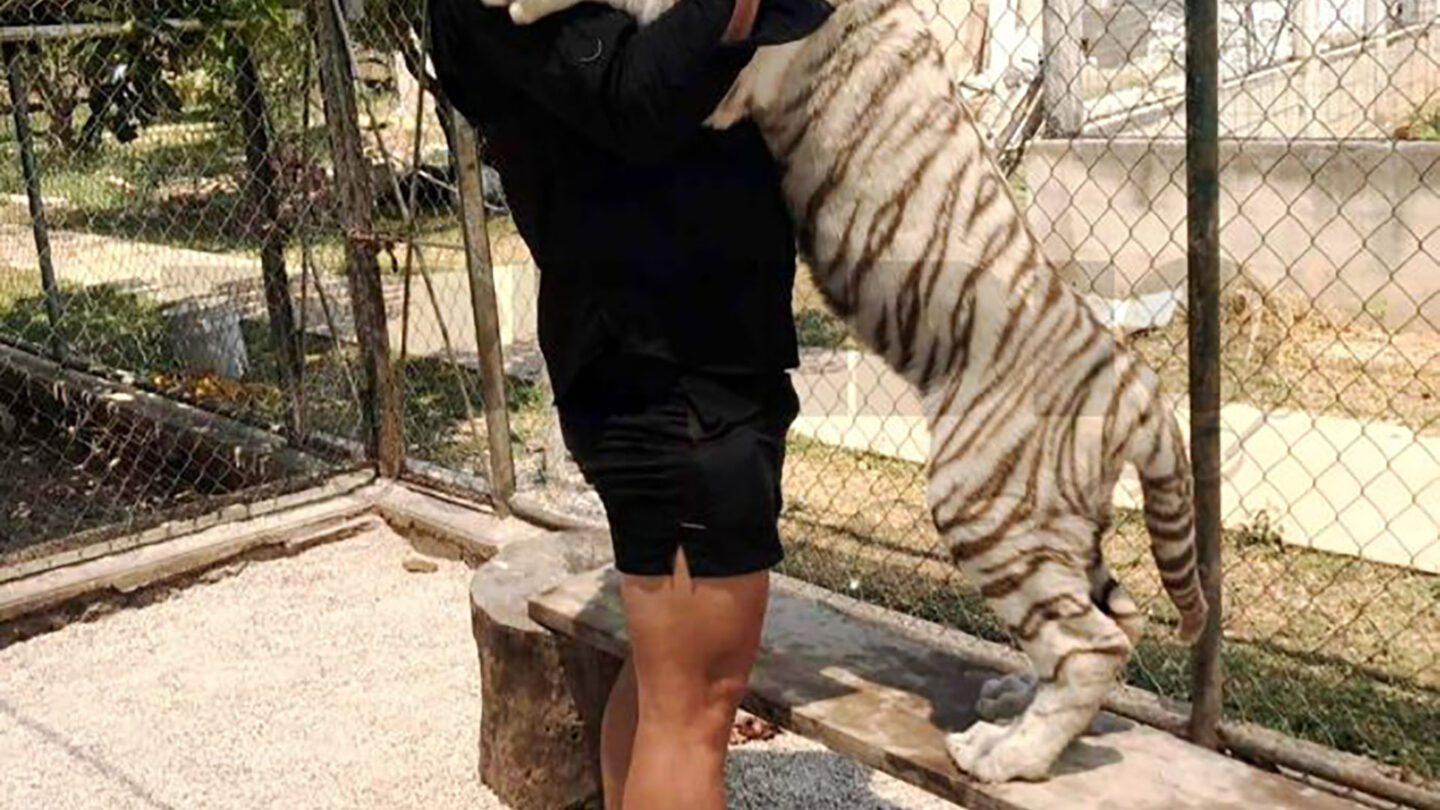 México un hombre sufrió el ataque de su propio tigre y en el hospital descubrieron que era un prófugo |
