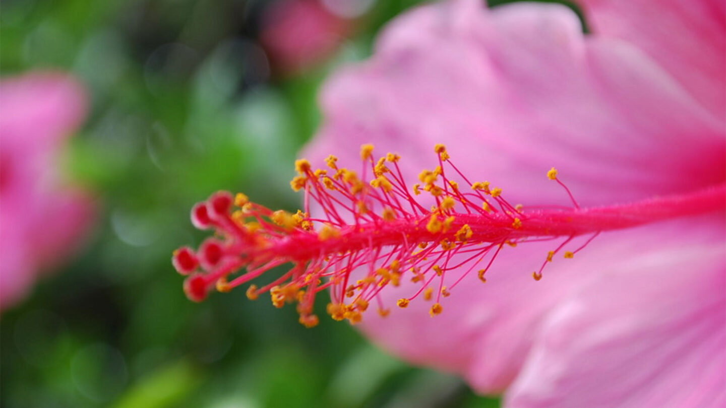 El polen de las flores sirve de herramienta científica para conocer el pasado |