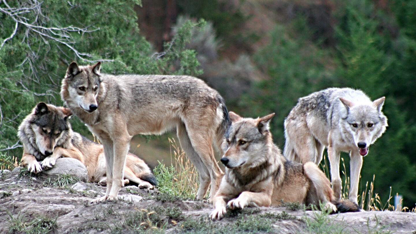 wolf-pack | México Ahora