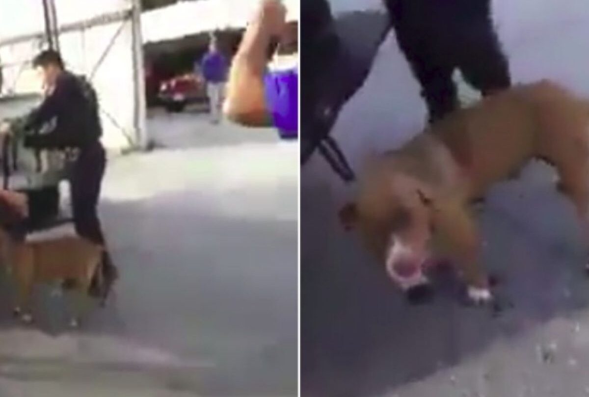 policia_cozumeljpg_1902800913 | México Ahora