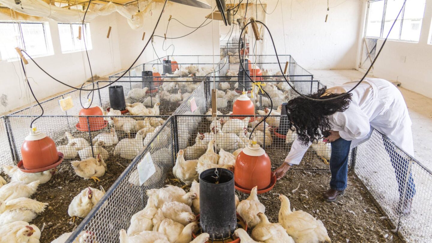 Conoce las gallinas de la UNAM | México Ahora Conoce las gallinas de la UNAM