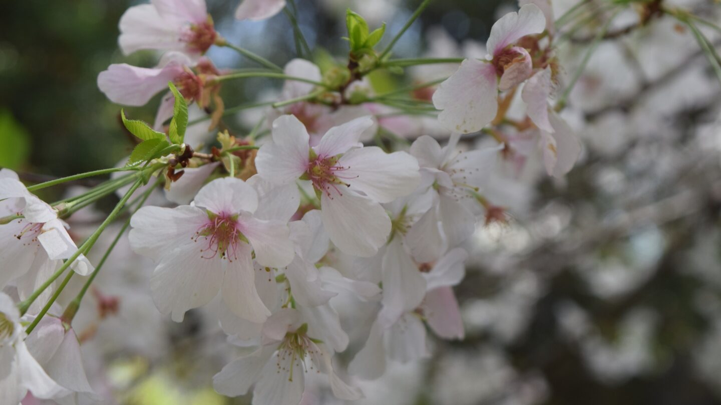 almond-blossom-4300563_1920 | México Ahora equinoccio de primavera