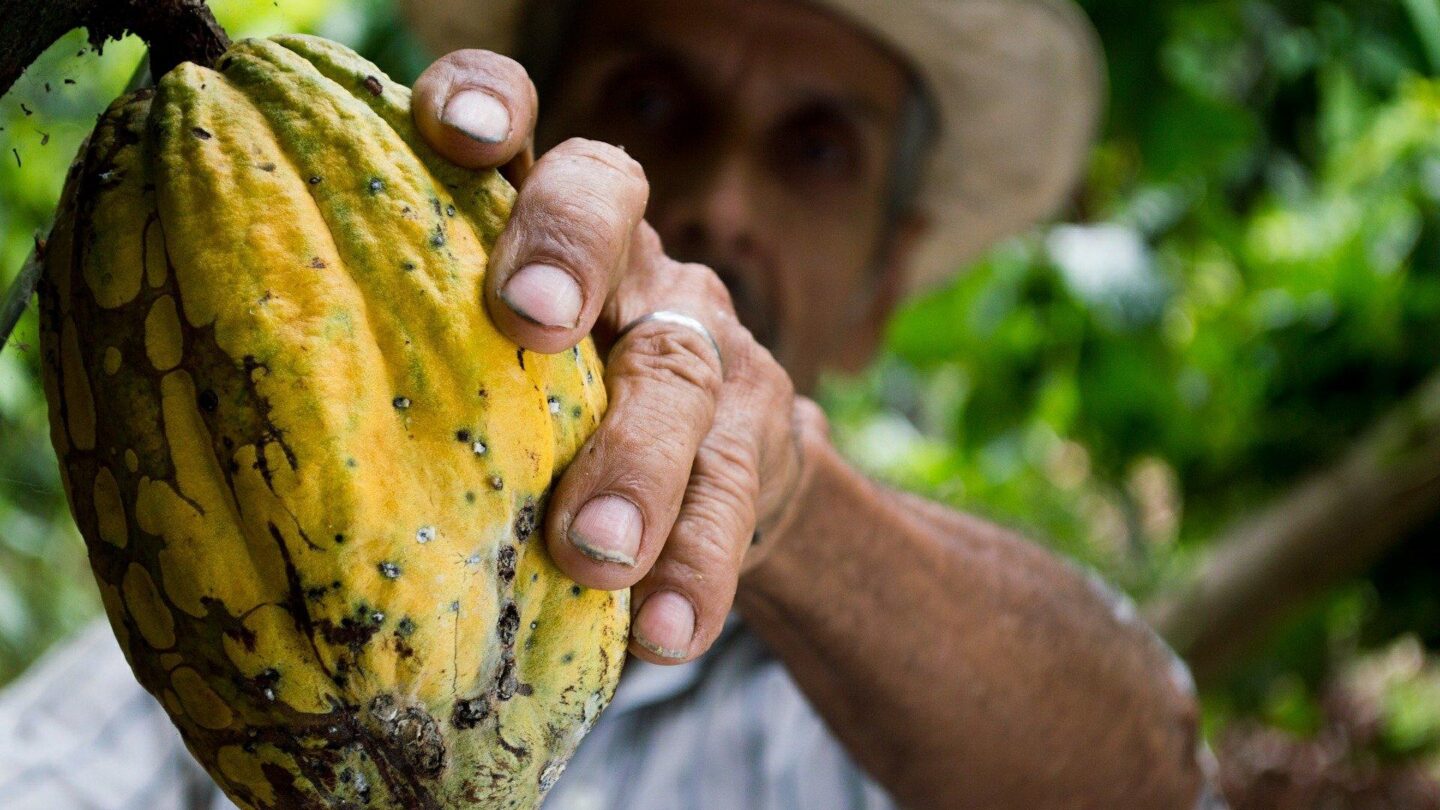 cocoa-452911_1920 | México Ahora agroalimentaria