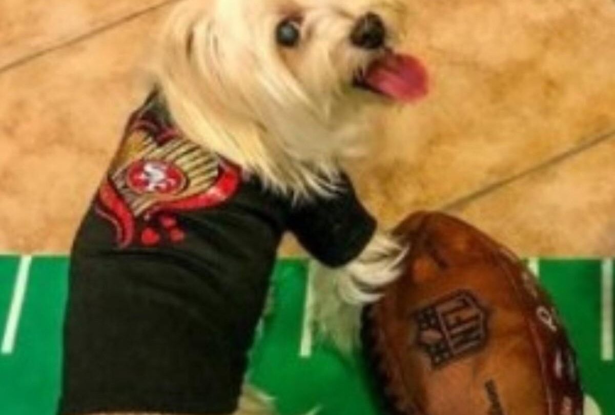 15 perritos que te contagiaran del espxritu del superbowljpg 1199923512 15 perritos que te contagiaran del espíritu del Superbowl |