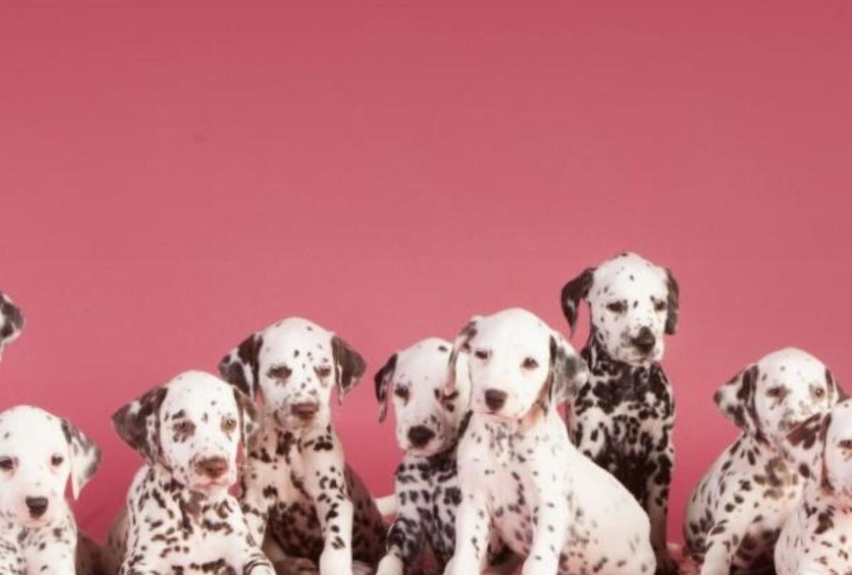 20 nombres para perros inspirados en disneyx para hembra y macho crop1612484270045jpeg 1199923512 20 nombres para perros inspirados en Disney para hembra y macho |
