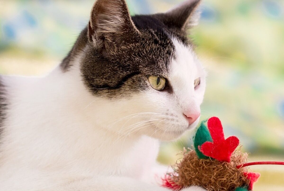 5 consejos para conseguir que tu gato deje de cazar a otros animalesjpg 1199923512 5 consejos para conseguir que tu gato deje de cazar a otros animales |