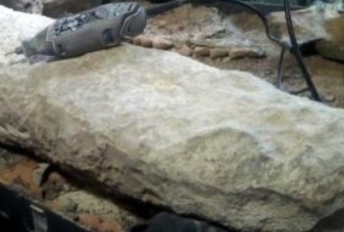fosil_cola_armadillo_crop1614459444912jpg_1199923512 | México Ahora