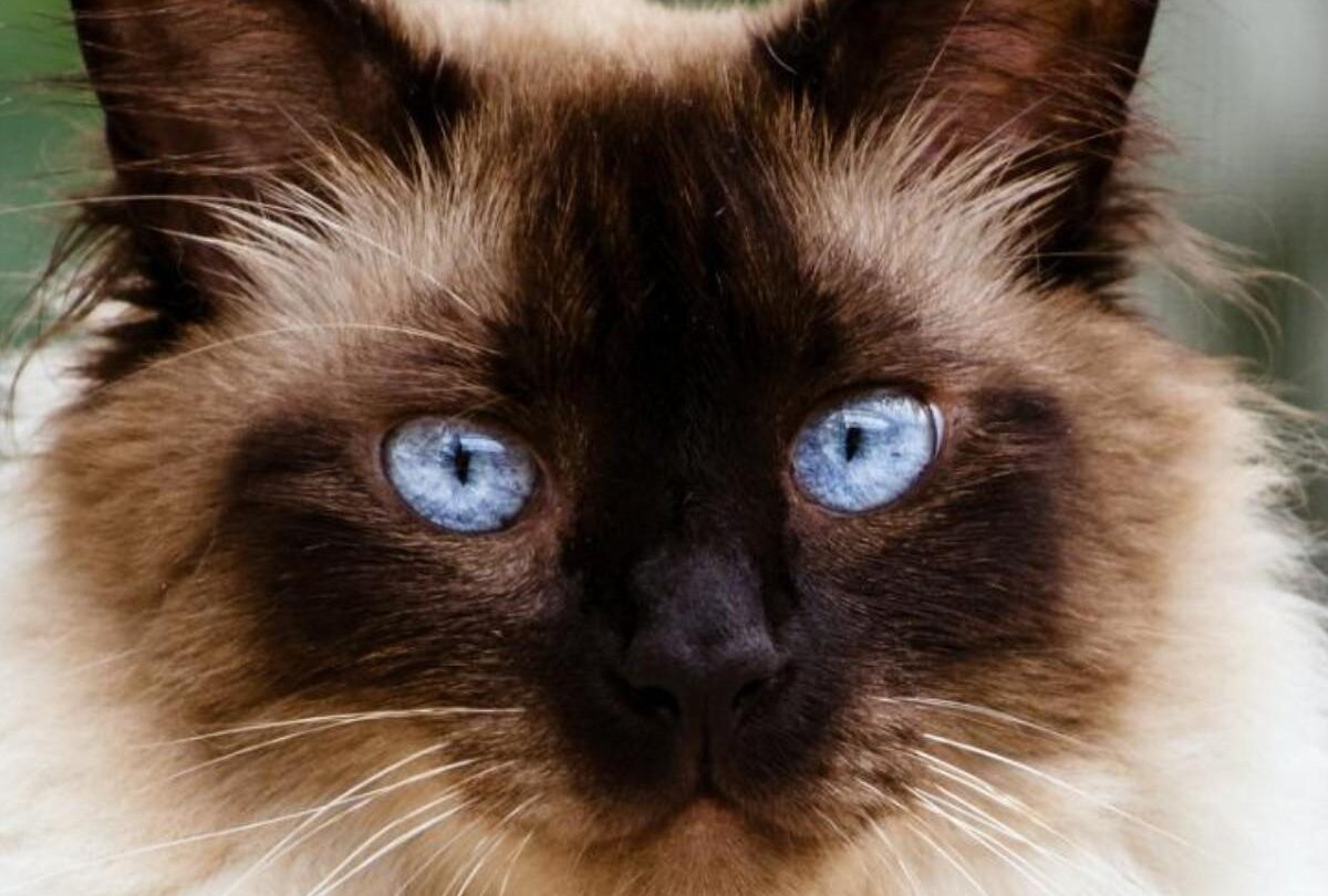 gato himalayo crop1612470360316jpg 1199923512 15 características del gato himalayo que te pueden interesar |
