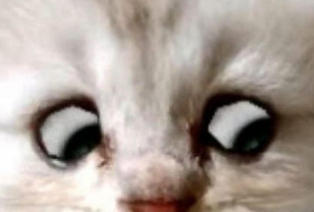 gato zoom 1jpg 1199923512 No soy un gato Abogado que no sabe quitar el filtro en zoom |