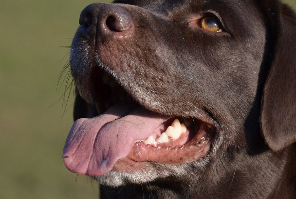 las bocas de los perros no son tan limpiasx dicen expertosjpg 1199923512 Las bocas de los perros no son tan limpias dicen expertos |