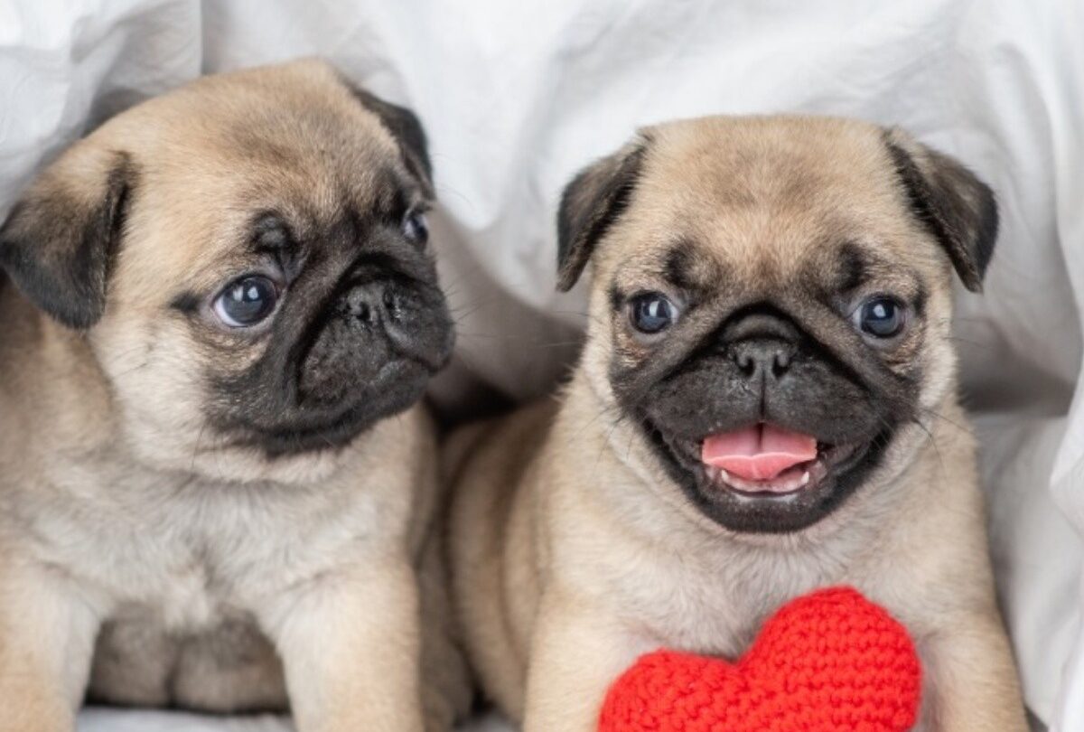 nombres-para-perros-pugs_macho_y_hembrajpeg_1199923512 | México Ahora 100 nombres para perros Pug opciones para machos y hembras
