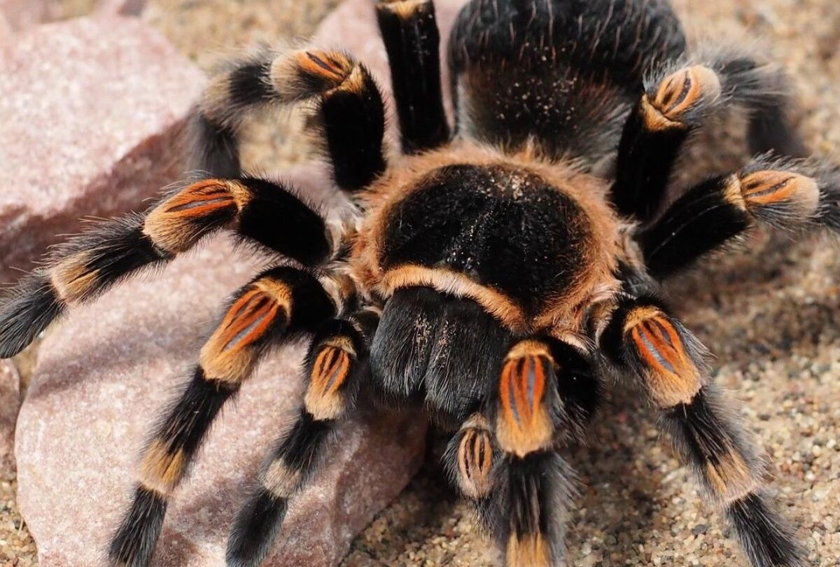 tarantula-1416354_1920_crop1613245284320jpg_1199923512 | México Ahora