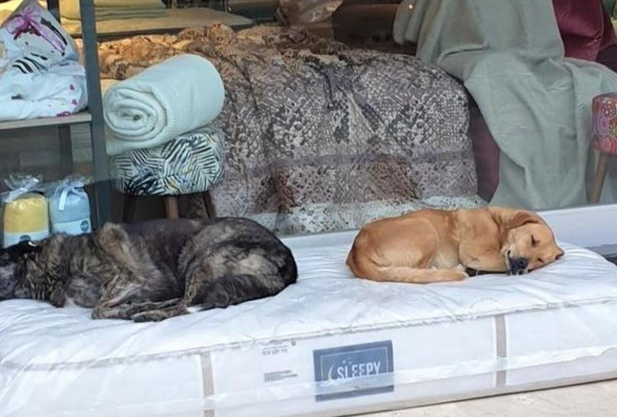 tienda de muebles pone colchxn para que duerman perros callejeros 1 crop1612465775527jpg 1199923512 Tienda de muebles pone colchón para que duerman perros callejeros |