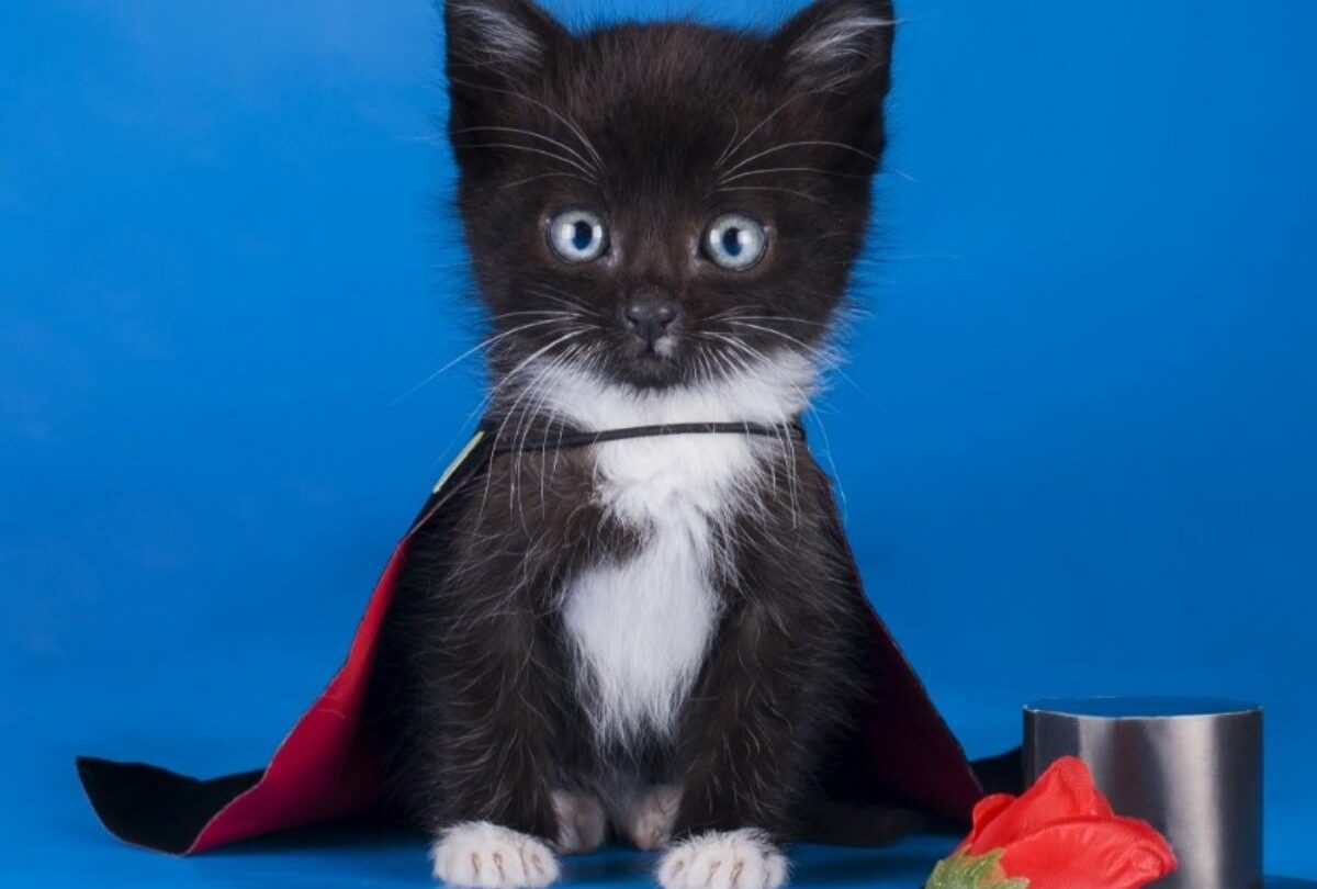 video gatito imita el truco de magia de su amo con una monedajpeg 1199923512 VIDEO Gatito imita el truco de magia de su amo con una moneda |