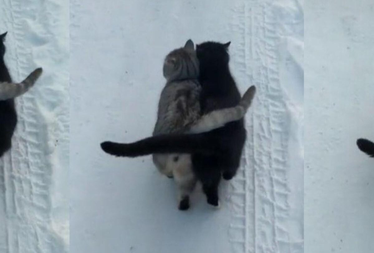 video gatitos entrelazan sus colas cuando estxn de paseo crop1612469334048jpg 1199923512 VIDEO Gatitos entrelazan sus colas cuando salen de paseo |