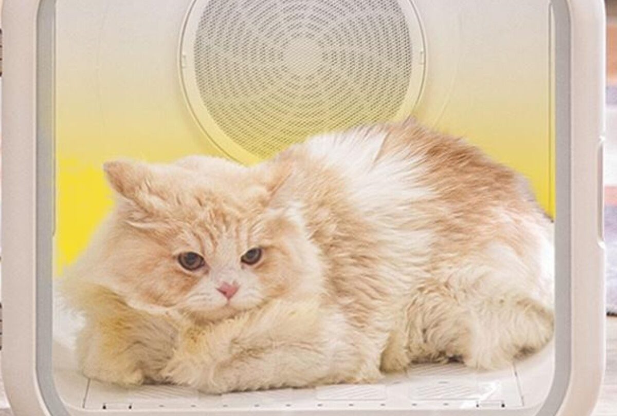 xiaomi lanza cabina de secado para el pelo de perros y gatos 1 crop1613161099067jpg 1199923512 Xiaomi lanza cabina de secado para el pelo de perros y gatos |