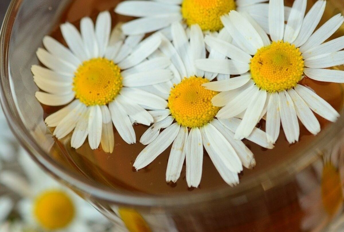 chamomile 829220 1280 x1xjpg 1199923512 Qué puedes tomar en la noche para quemar grasa |