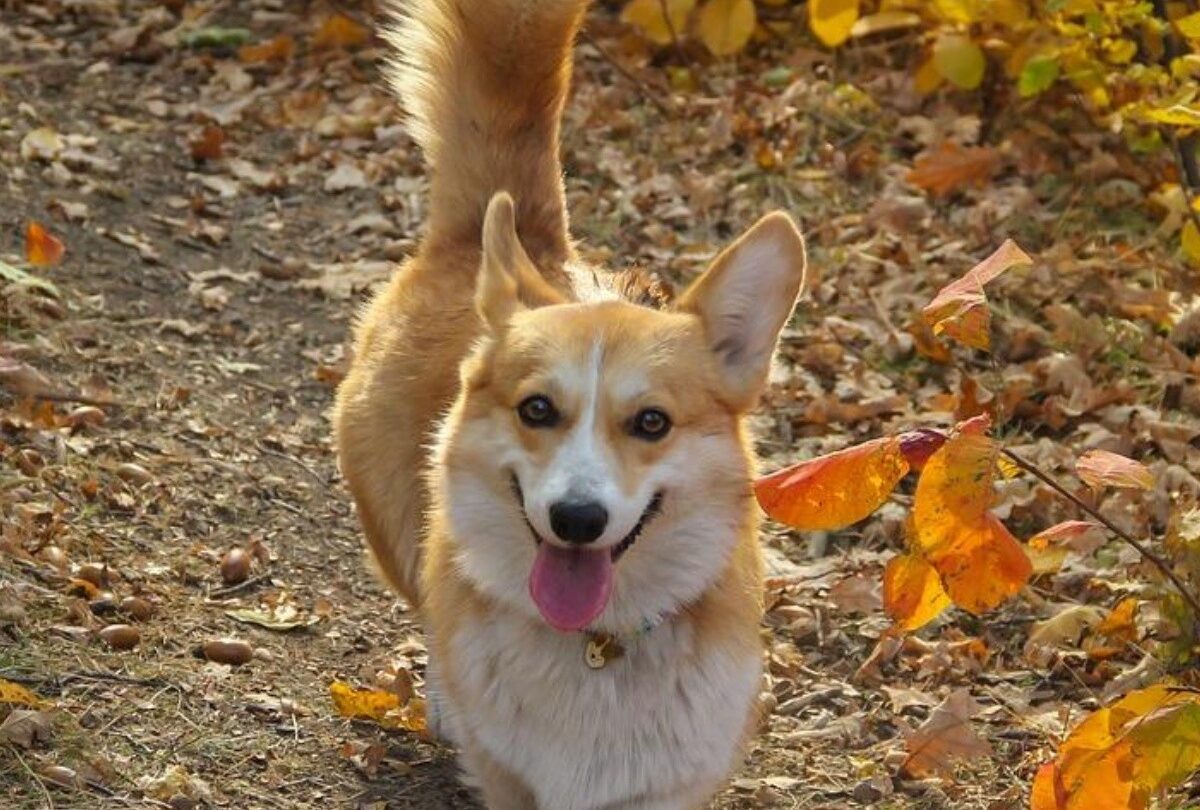 corgi sonriendo paseando crop1614895199586jpg 1199923512 Qué significa los movimientos de cola en perros y por qué lo hacen |