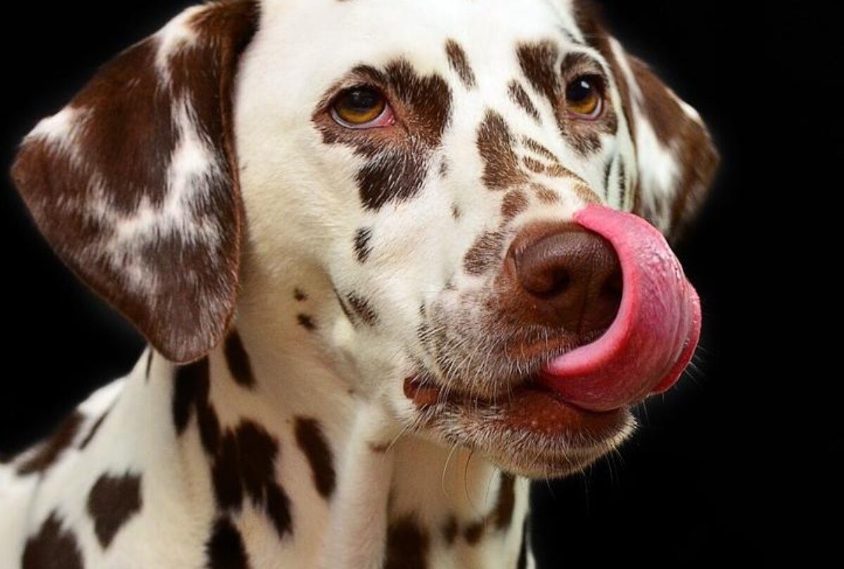 dalmata con lengua de fuera crop1614808792977jpg 1199923512 Por qué es malo el chocolate para los perros y qué hacer si comen |