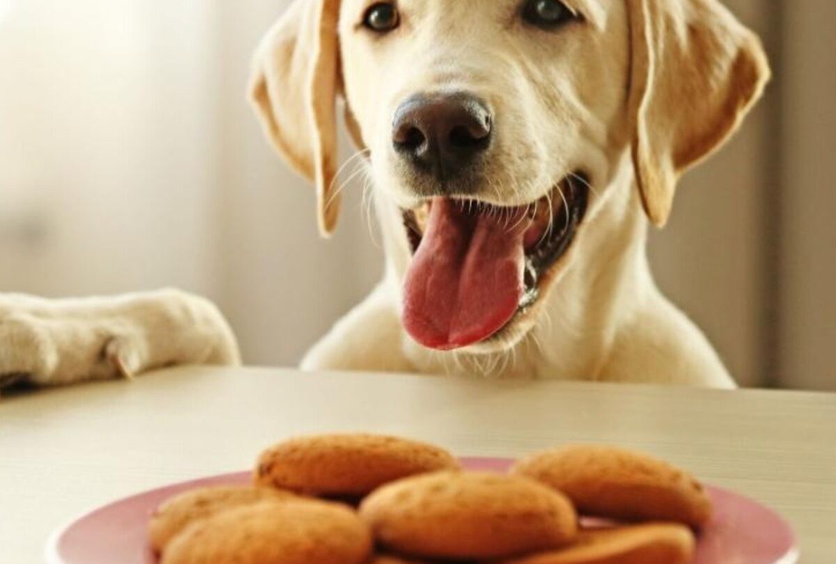 galletas perro crop1614725055486jpg 1199923512 Respuesta a la pregunta de si los perros pueden comer galletas |