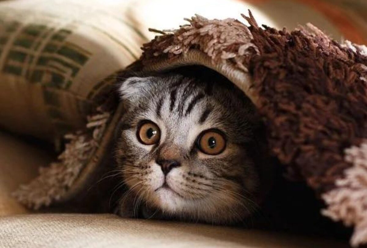 gato casa crop1614567335260jpg 1199923512 Cómo hacer que un gato adoptado se acostumbre a una nueva casa |
