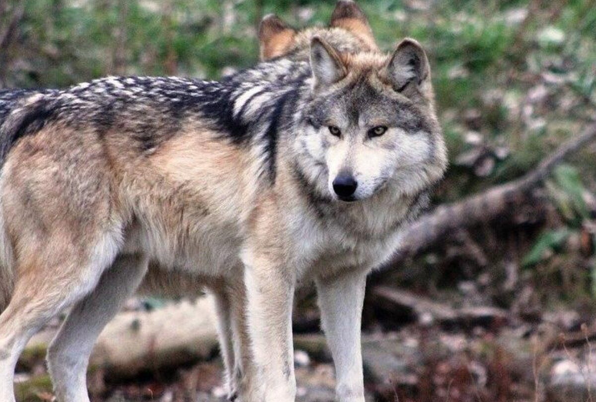 lobo mexicano crop1614919940245jpg 1199923512 9 características de los animales mamíferos en México |