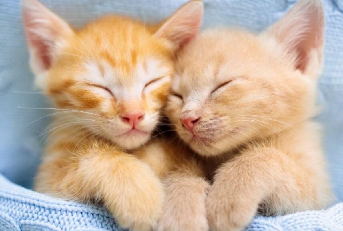 nombres de gatos crop1614989651864jpeg 1199923512 100 propuestas de nombres para gatitos pequeños lindos y originales |