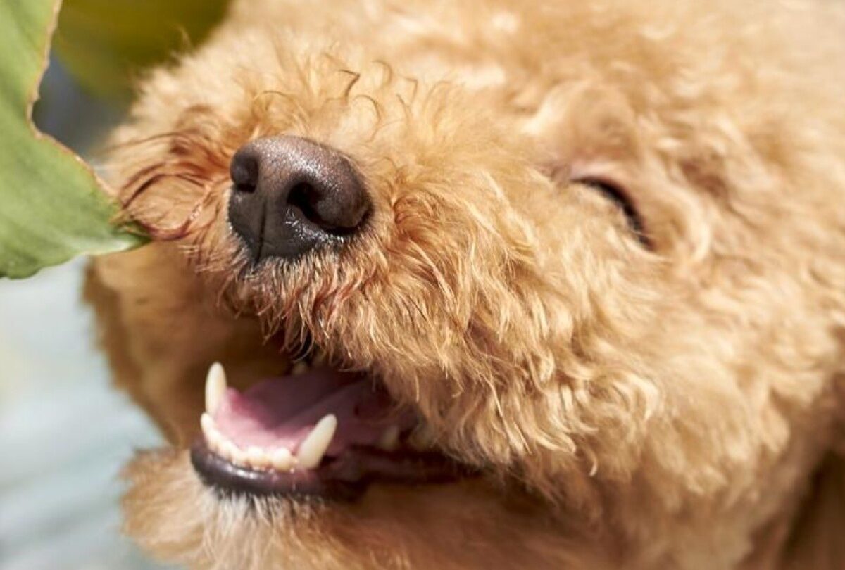 perrito riendo crop1614989992310jpg 1199923512 50 propuestas de nombres chistosos para perros machos te encantarán |