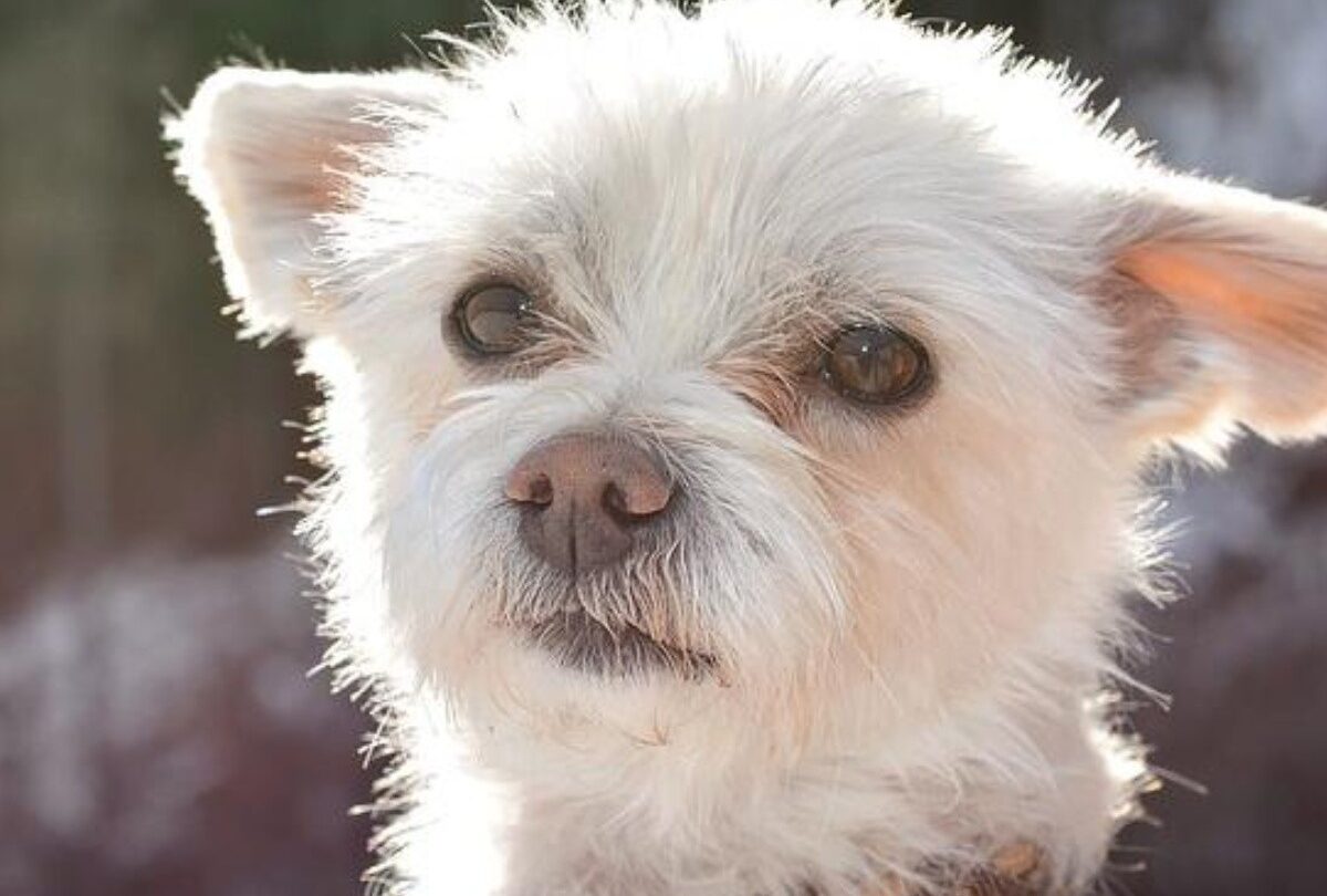 perrito robado crop1614822867262jpg 1199923512 Los 10 perros que más se roban las personas en Estados Unidos |