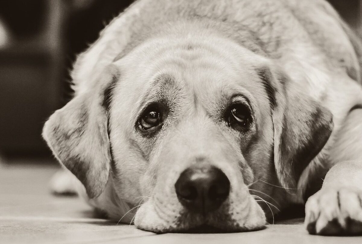 perro triste acostadojpg 1199923512 10 principales causas por lo que un perro padece de diarrea |