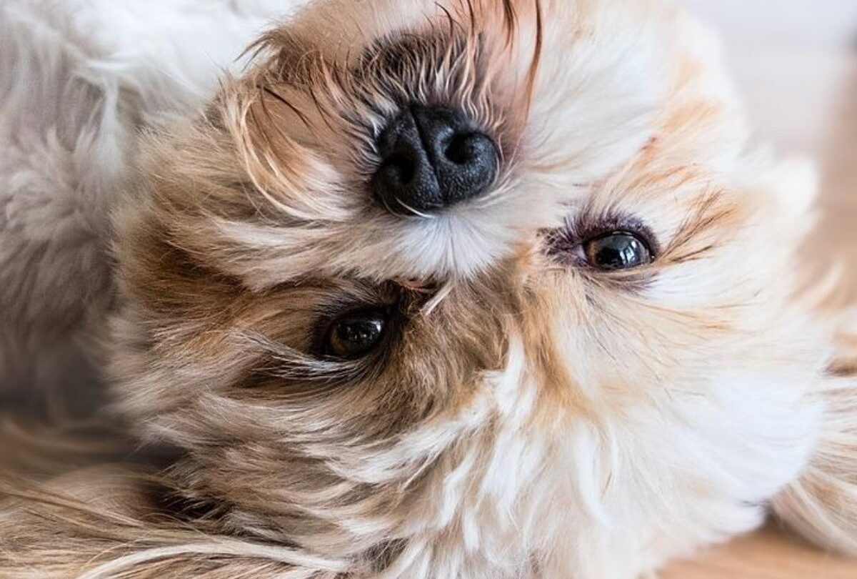 perro acostado crop1615070179205jpg 1199923512 Por qué los perros pueden dormir con los ojos abiertos explicación científica |