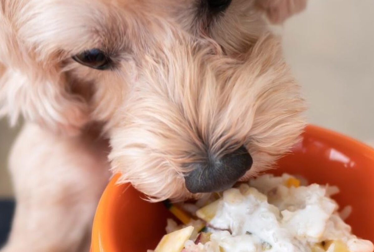 perro come arroz crop1615073104005jpeg 1199923512 Qué dicen los expertos sobre alimentar a los perros con arroz |