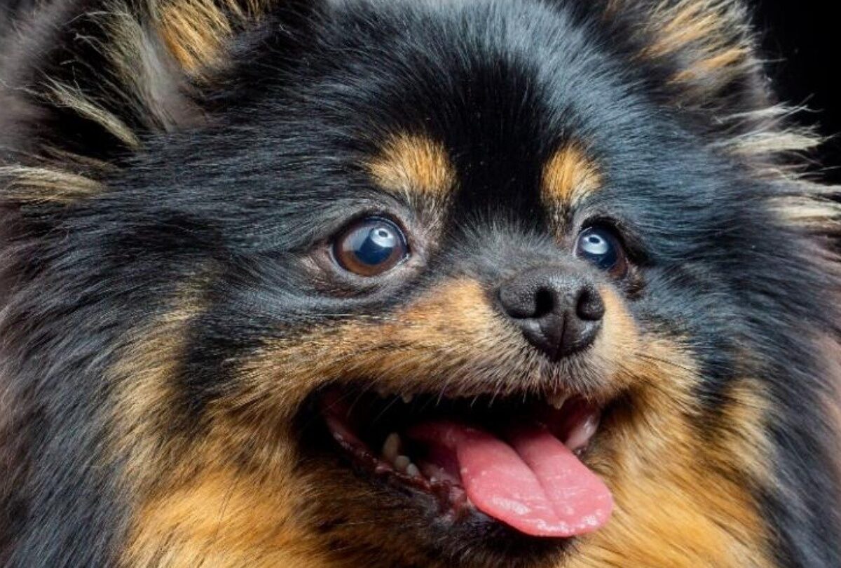 perro pomerania bts crop1614645865962jpeg 1199923512 Cuál es la raza del perro de Kim Tae hyung de BTS y sus características |