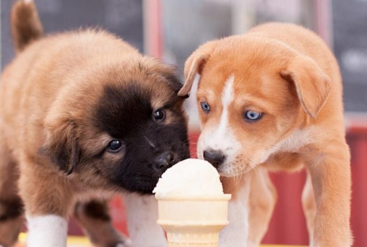 perros comen helado crop1615074618929jpeg 1199923512 No es bueno alimentar a los perros con helado según expertos |