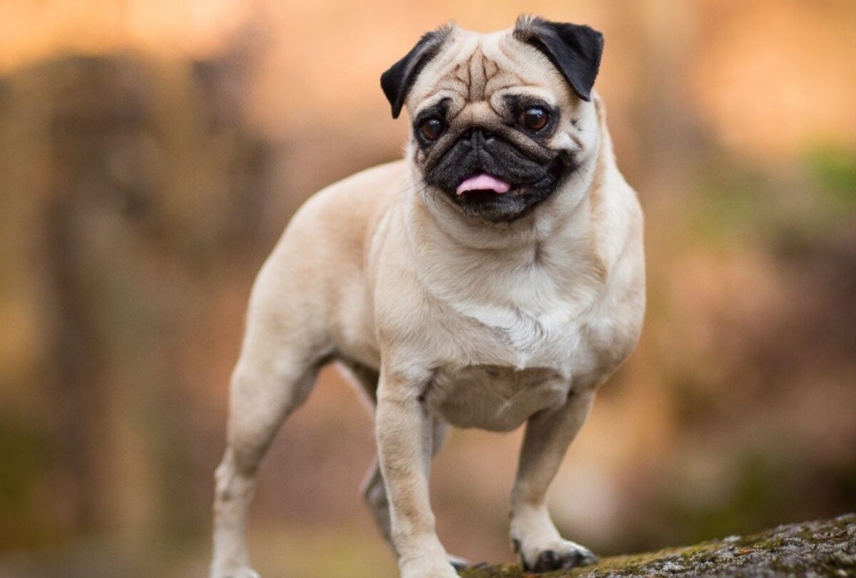 pug origenesjpeg 1199923512 De los emperadores chinos para el mundo la historia de los perros Pug |