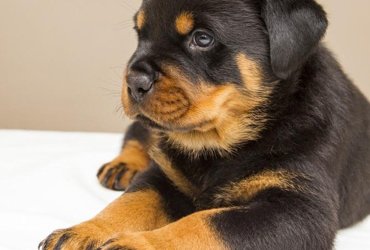 rottweiler cachorrro crop1614570216232jpg 1199923512 Qué es lo que debo de saber antes de tener un Rottweiler |