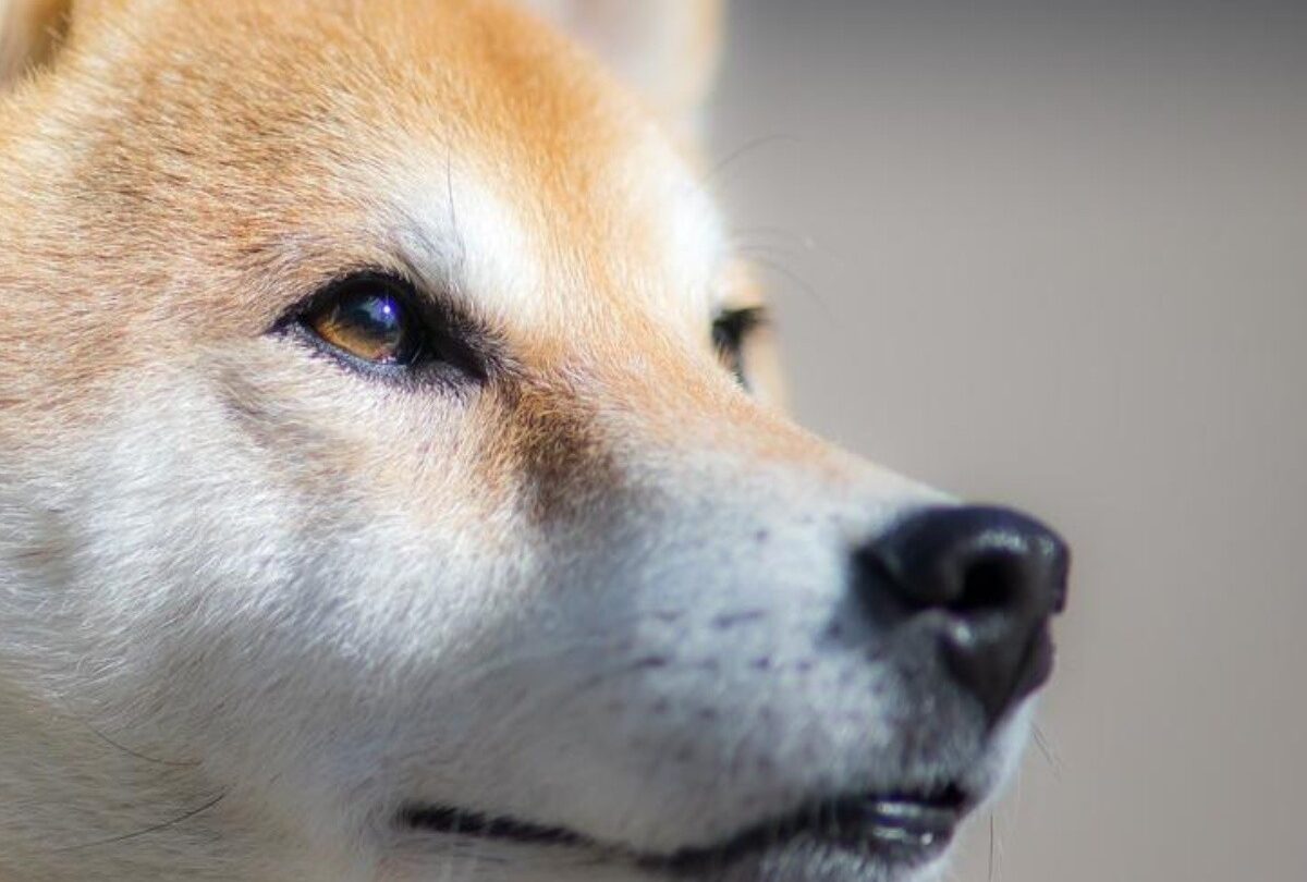 shiba inu mirnado fijo crop1614569034635jpg 1199923512 4 tipos de razas de perros más saludables y su periodo de vida |