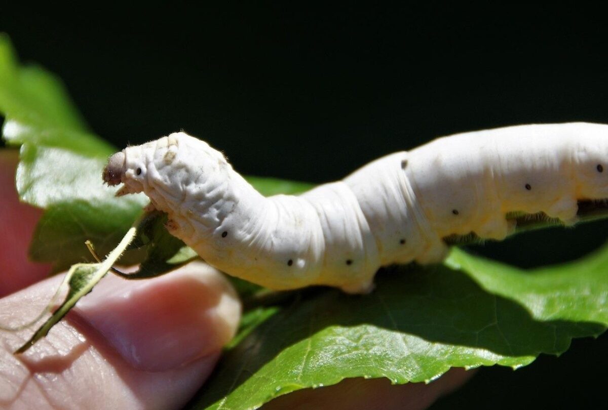silkworm-5370812_1920_crop1614895787857jpg_1199923512 | México Ahora