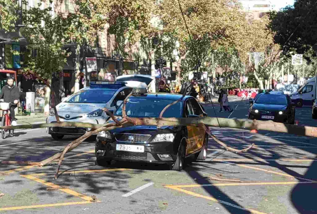 alerta ladrones roban taxi y se estrellan contra un arbol en avenida central ALERTA Ladrones roban taxi y se estrellan contra un árbol en Avenida Central |