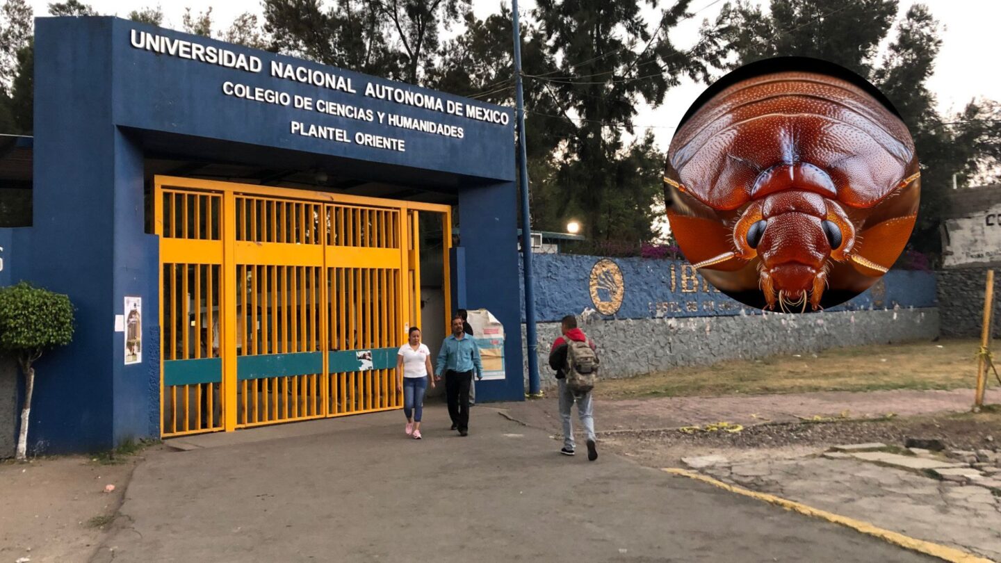 continuaran las clases virtuales en la facultad de derecho de la unam tras la fumigacion por chinches Continuarán las clases virtuales en la Facultad de Derecho de la UNAM tras la fumigación por chinches |