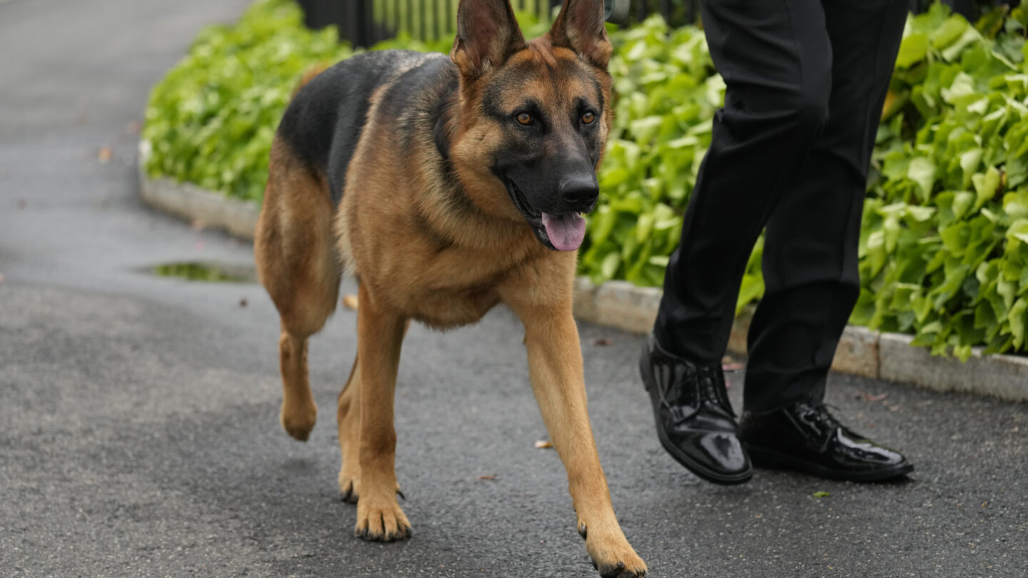 expulsan a commander el perro de los biden de la casa blanca tras morder a varios agentes Expulsan a Commander el perro de los Biden de la Casa Blanca tras morder a varios agentes |