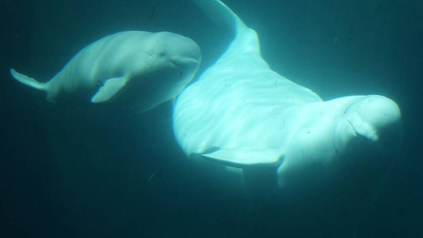 conoce las cinco especies animales que experimentan la menopausia Conoce las cinco especies animales que experimentan la menopausia |