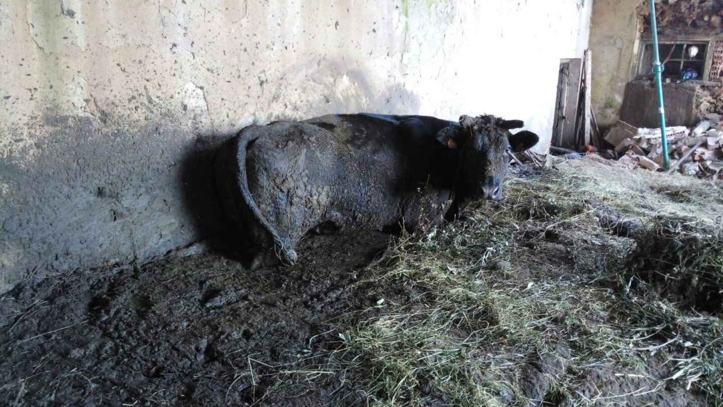 dos ancianos asturianos fueron acusados de maltrato a 200 animales en una granja Dos ancianos asturianos fueron acusados de maltrato a 200 animales en una granja |