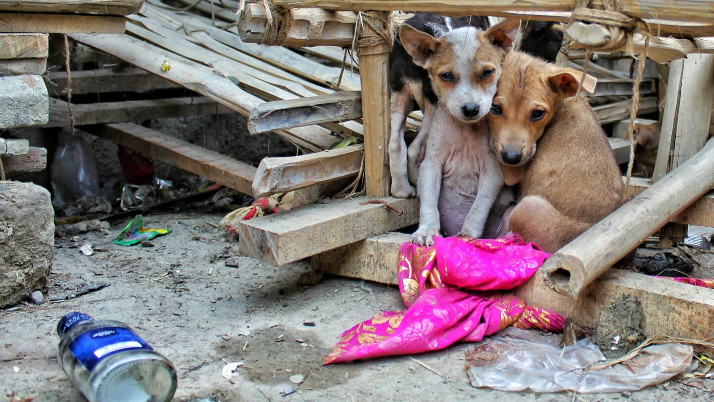 los perros tambien padecen el abandono de la familia Los perros también padecen el abandono de la familia |