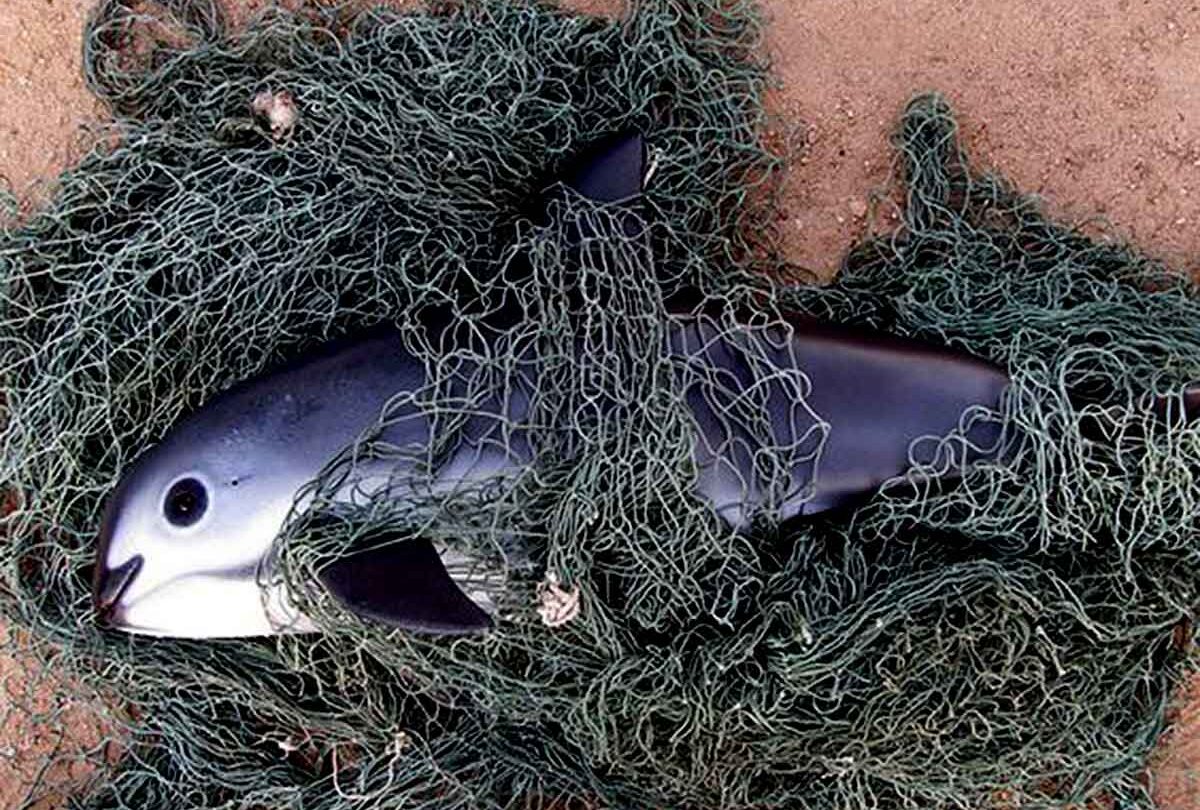 organizaciones-piden-a-gobierno-evitar-extincion-de-vaquita-marina | México Ahora