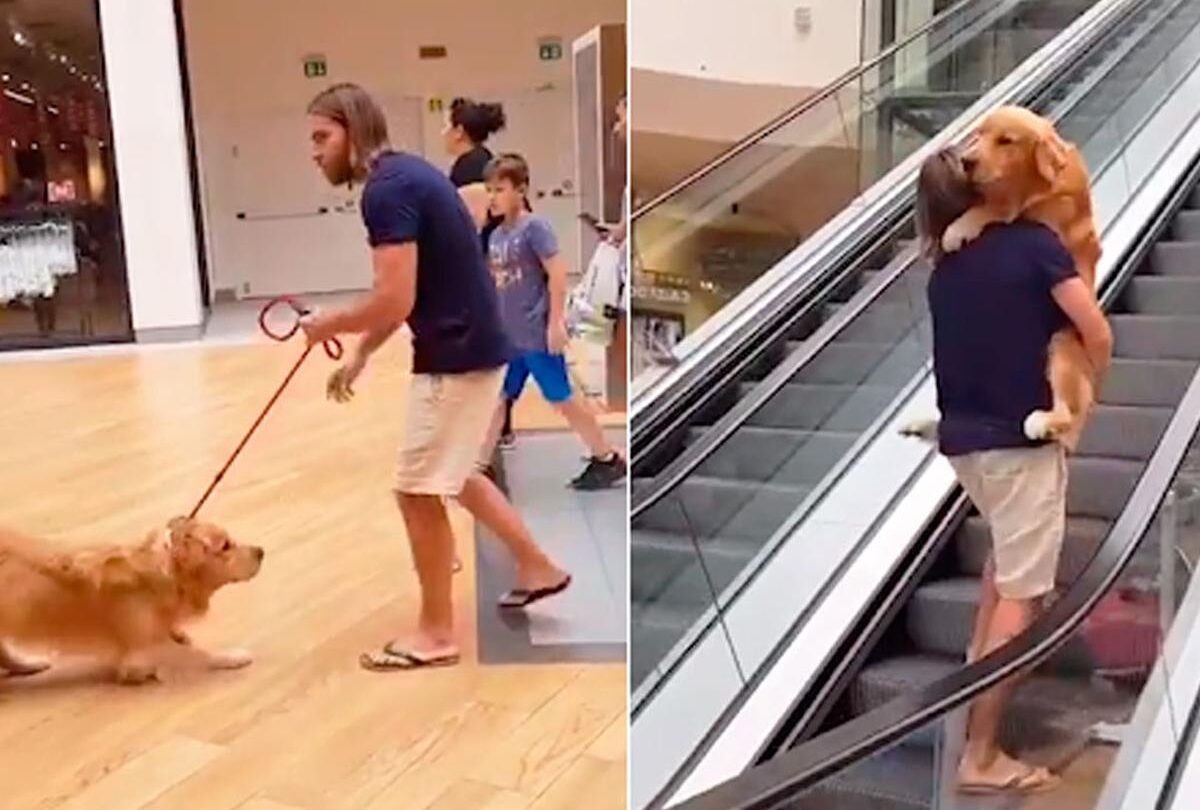 video perro temeroso pide ayuda a su dueno para subir escaleras electricas +Video Perro temeroso pide ayuda a su dueño para subir escaleras eléctricas |